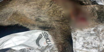 На Черкащині браконьєри незаконно вполювали кабана