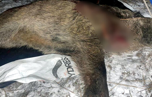 На Черкащині браконьєри незаконно вполювали кабана