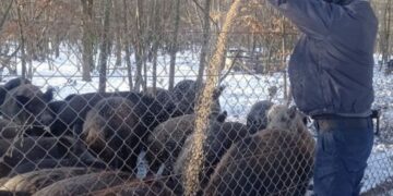 На Черкащині поліцейський офіцер допомагає диким тваринам пережити зиму — Новини Черкащіни