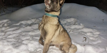 На Черкащині службова собака допомогла врятувати чоловіка, який замерзав серед поля