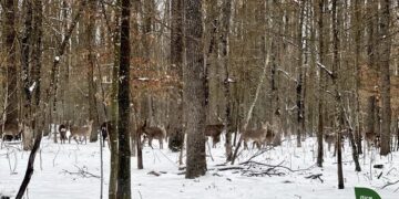 На Черкащині у лісництві живуть більше півсотні оленів плямистих