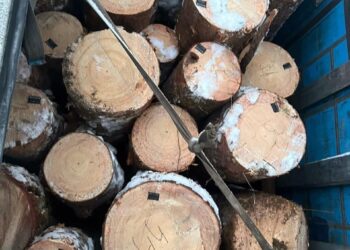На Сарненщині водій незаконно перевозив деревину