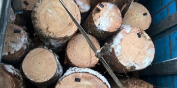 На Сарненщині водій незаконно перевозив деревину