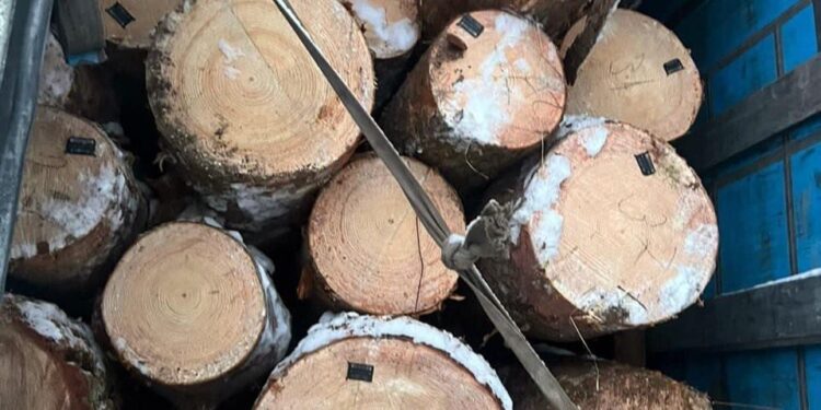 На Сарненщині водій незаконно перевозив деревину
