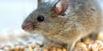 На Уманщині зафіксували летальний випадок лептоспірозу