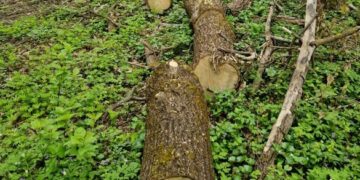 На Жашківщині чоловік незаконно спиляв дерева в лісосмузі