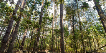 На Житомирщині створено нову пралісову пам’ятку природи місцевого значення | Журнал Житомира