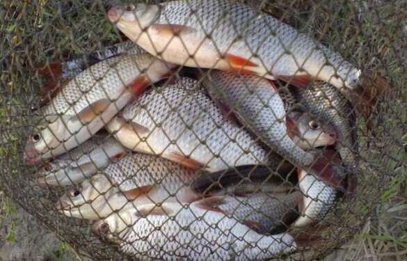 На Золотоніщині чоловік незаконно виловлював рибу