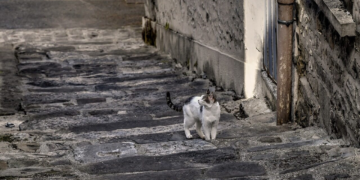 Поліція шукає свідків знущання з тварини в Кременчуці