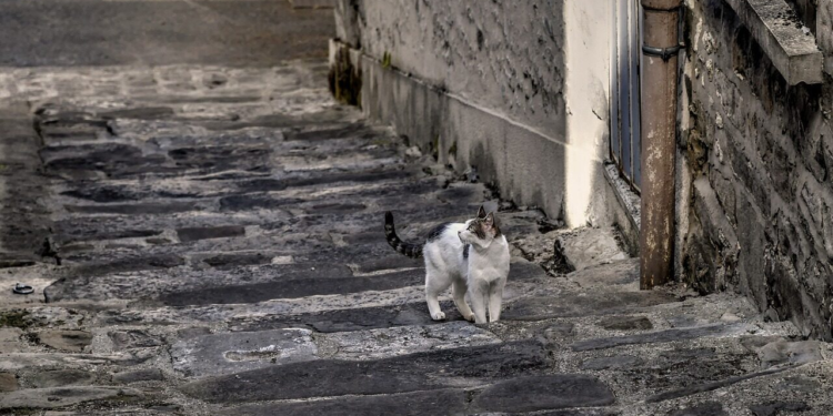 Поліція шукає свідків знущання з тварини в Кременчуці