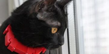 Студенти Львівської Політехніки розробили ошийник для спілкування з котами