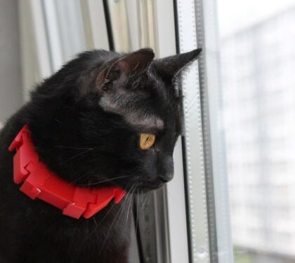 Студенти Львівської Політехніки розробили ошийник для спілкування з котами