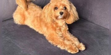 У ДТП біля Вишнівця загубилась собачка