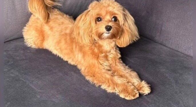 У ДТП біля Вишнівця загубилась собачка