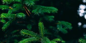 У Львові з 8 січня забиратимуть ялинки на перероблення