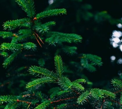 У Львові з 8 січня забиратимуть ялинки на перероблення