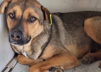 У Запоріжжі стерилізують бездомних котів та собак – Програма поводження з безпритульними тваринами | Новости Запорожья