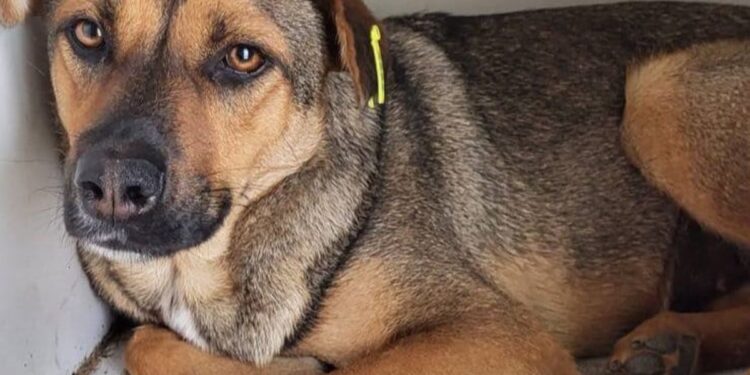 У Запоріжжі стерилізують бездомних котів та собак – Програма поводження з безпритульними тваринами | Новости Запорожья