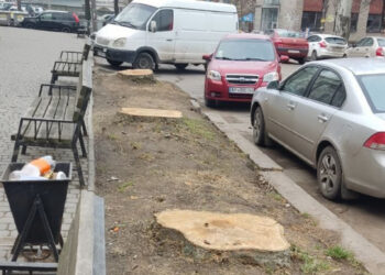 В Олександрівському районі Запоріжжя знищили цілу алею тополь – активісти розбираються, наскільки це законно | Новости Запорожья