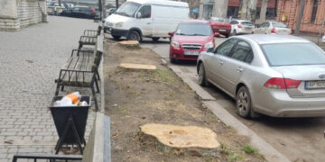 В Олександрівському районі Запоріжжя знищили цілу алею тополь – активісти розбираються, наскільки це законно | Новости Запорожья