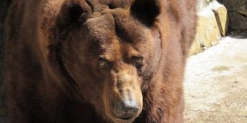 Ведмеді Мирон та Вакула з Миколаївського зоопарку святкують 24-річчя » Миколаївський Оглядач