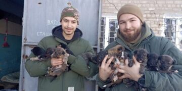Захисники шукають оселю для 11 цуценят, яких врятували на бахмутському напрямку (ФОТО)