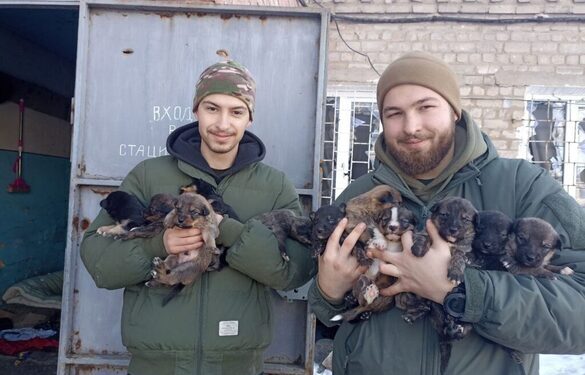 Захисники шукають оселю для 11 цуценят, яких врятували на бахмутському напрямку (ФОТО)