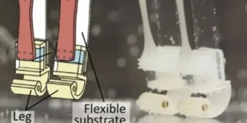 Вчені створили робота зі справжньою м’язовою тканиною — ТЕХНОЛОГИИ