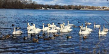 У Києві прекрасні дикі птахи готуються до весни | Новини Київ