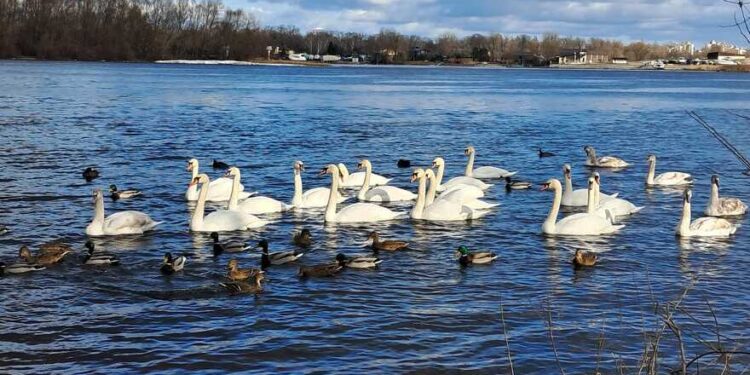 У Києві прекрасні дикі птахи готуються до весни | Новини Київ