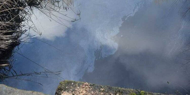 У Києві є загроза вимирання величезного озера: подробиці від екологів | Новини Київ