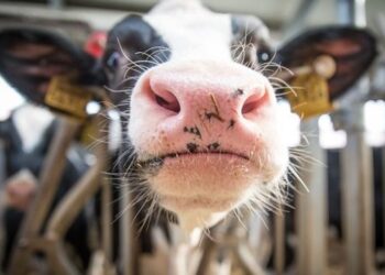 В Україні успішно продовжується процес євроінтеграції у галузі тваринництва – ЭКОНОМИКА