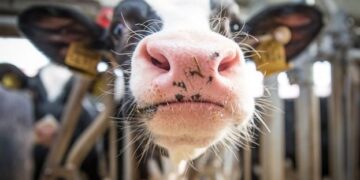 В Україні успішно продовжується процес євроінтеграції у галузі тваринництва – ЭКОНОМИКА