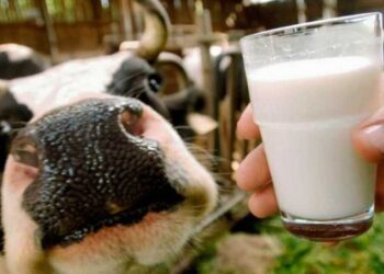 В Україні збільшується дефіцит молочної сировини – ЭКОНОМИКА