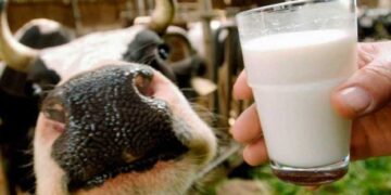 В Україні збільшується дефіцит молочної сировини – ЭКОНОМИКА