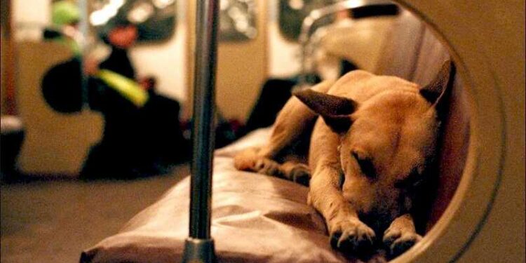 Кияни вимагають дозволити проїзд із тваринами в метро | Новини Київ