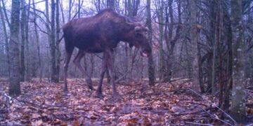 У чорнобильському заповіднику лосі скидають роги  | Новини Київ