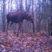 У чорнобильському заповіднику лосі скидають роги  | Новини Київ