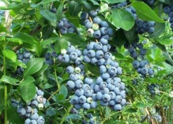 Аграрії Черкащини отримають 12 млн грн із держбюджету на розвиток бізнесу — Новости Черкасс