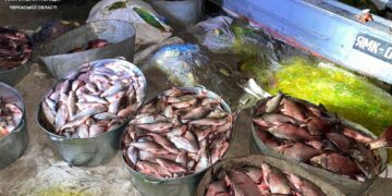 На Черкащині виявили чоловіків, які незаконно виловили понад півтори тисячі рибин – Новини Черкасс