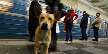 Перевезення собак у київському метро  | Новини Київ