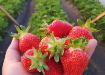 У Великобританії будують унікальний тепличний комплекс для суниці – ЭКОНОМИКА