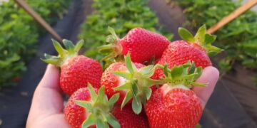 У Великобританії будують унікальний тепличний комплекс для суниці – ЭКОНОМИКА