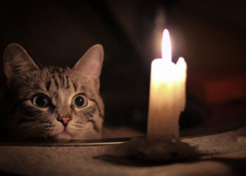 Де у Запоріжжі відключать електрику – графік 19 лютого | Новости Запорожья