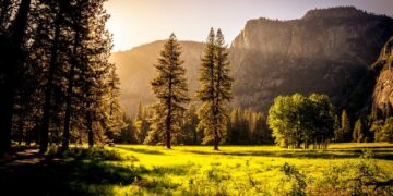 Державі повертають Очаківський ліс, вартістю пів мільярда гривень