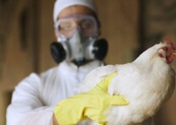 На Миколаївщині спалах пташиного грипу – ЭКОНОМИКА