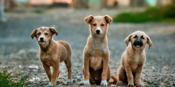 У Запоріжжі стерилізують безпритульних тварин: куди звертатися | Новини Запоріжжя