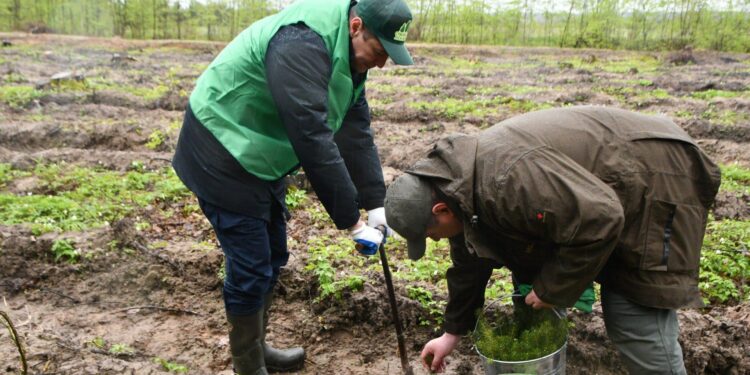 Ліс висадять у громаді на Полтавщині – ПОЛТАВА СЬОГОДНІ