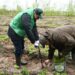 Ліс висадять у громаді на Полтавщині – ПОЛТАВА СЬОГОДНІ