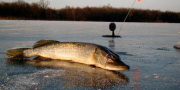 На Черкащині більше місяця діятиме заборона на вилов щуки